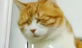 斗鱼大佬爆料视频,揭秘直播界幕后真相