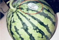 吃网红瓜的群,吃瓜群众眼中的明星幕后故事