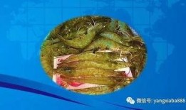 梭边鱼养殖爆料视频,揭秘养殖过程与盈利之道