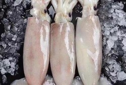 冰鲜大鱿鱼爆料视频,揭秘幕后加工全过程