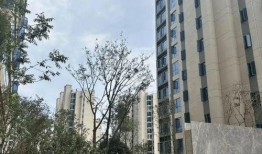 昆明碧桂园爆料最新消息,揭秘项目进展与未来规划