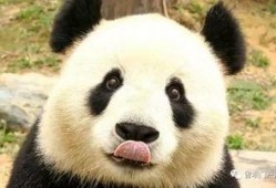 熊猫的食珍爆料视频