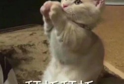 网红不雅事件吃瓜,揭秘网络红人背后的真相与反思