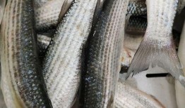 梭边鱼养殖爆料视频,揭秘养殖过程与盈利之道